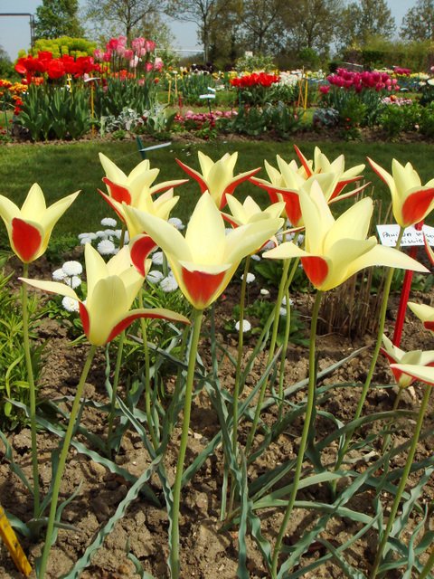 Tulipa botanique clusiana 'Cynthia'